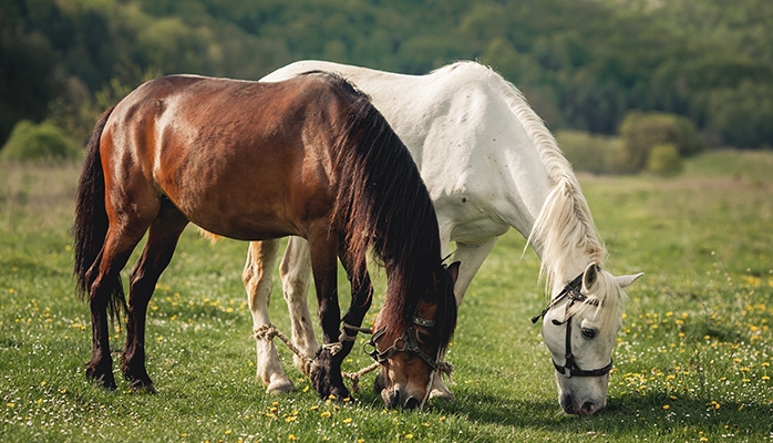 Une retraite normande pour les chevaux réformés de la garde républicaine