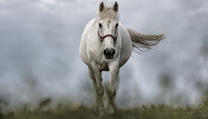 Hippodrome de Jullianges : résultats d'enquête dans l'affaire des deux chevaux dopés 